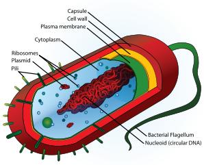 Diagram of a typical gram-negative bacterium, with the thin cell wall sandwiched between the red outer membrane and the thin green plasma membrane